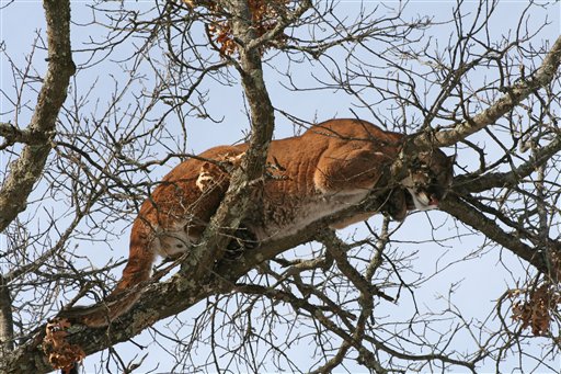 This March 4, 2009 photo provided by the Wisconsin Department of Natural Resources shows a cougar in a tree west of Spooner, Wis.