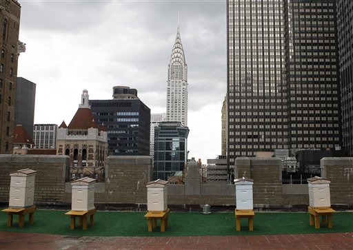 Honey bee hives sit on the 20th-floor roof of the famed Waldorf Astoria hotel in New York.