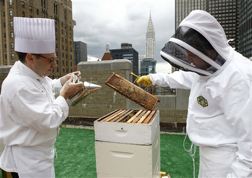 Sous chef Josh Bierman, left, and culinary director David Garcelon inspect honey bees from hives on the 20th floor roof of the Waldorf Astoria hotel in New York on Tuesday.