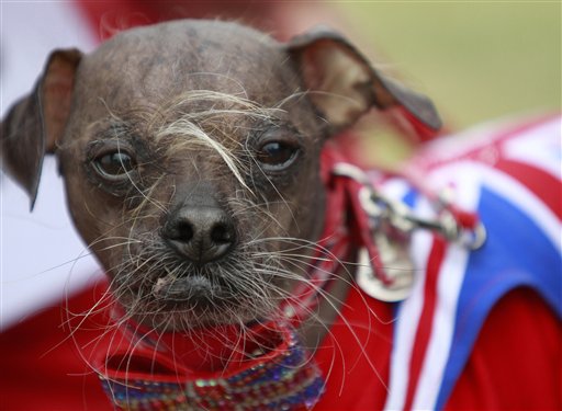 Mugly, a Chinese crested dog, owned by Bev Nicholson of Peterborough, England, won the title of "World's Ugliest Dog" at the Sonoma-Marin Fair in Petaluma, Calif., on Friday.