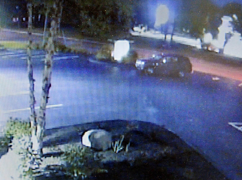 This video from Capital Area Federal Credit Union surveillance cameras shows a person getting out of a dark SUV and stealing several plants from a landscaping bed along North Belfast Avenue.