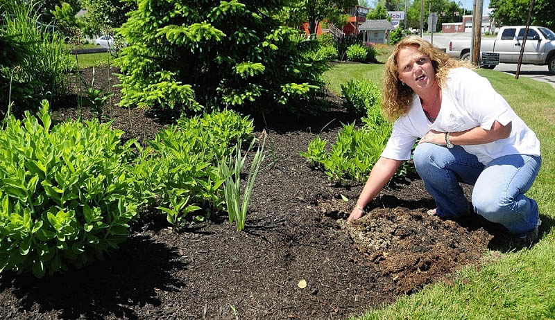 Diana Winkley, president and chief executive officer at the Capital Area Federal Credit Union in Augusta, talks Friday about plant thefts that happened earlier in the week. Stolen were day lilies and bee balm in two different flower beds around the North Belfast Avenue building.