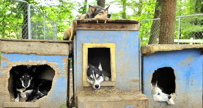 Four of the Alaskan Huskies relax in or on their dog houses, painted in the colors of the Swedish flag yellow and blue, during the Midsommar Celebration on Saturday at Heywood Kennels in Augusta.