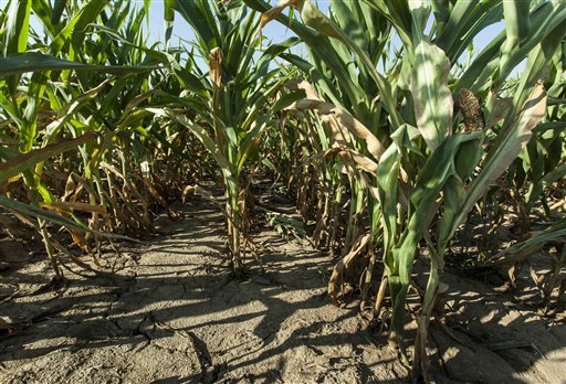 A corn crop stands severely stunted at Mineral Point, Wis. as the result of a punishing drought that has affected much of the USA's Midwest. The Associated Press photo Mineral Point;USA