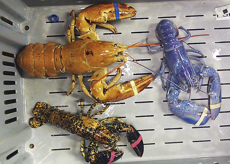 Orange, blue and calico lobsters are shown at New Meadows Lobster in Portland on June 26. Scientists are seeing a boom in the number of blue, orange, yellow and calico-colored lobsters in the past two years showing up in fishermen's traps.