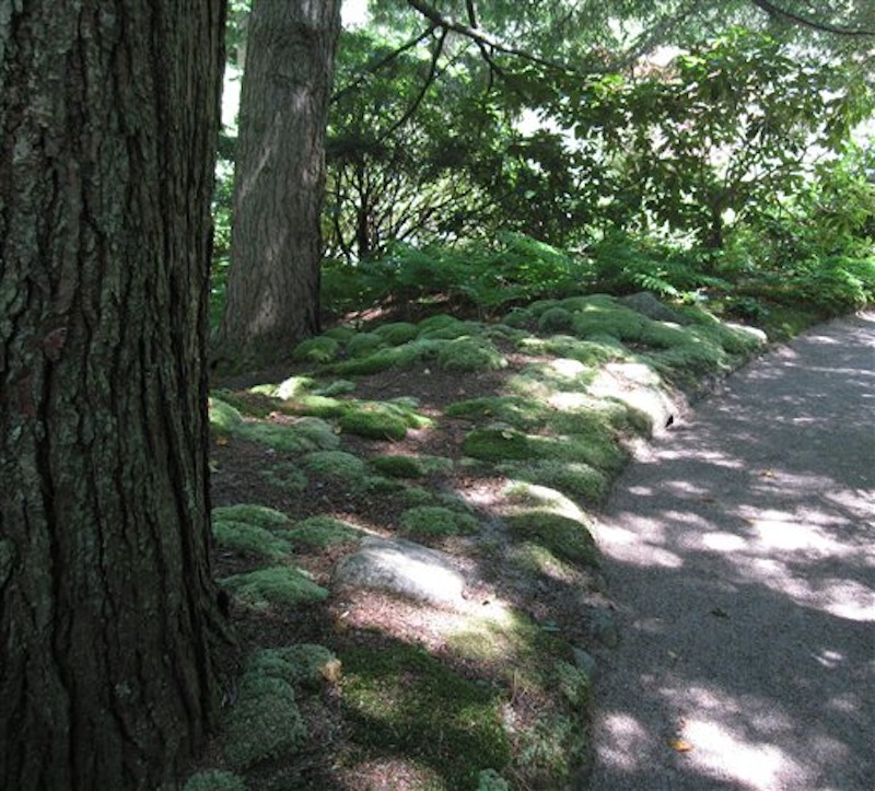 This July 12, 2012 photo shows a wooded path lined with moss and ferns at the Asticou Azalea Garden in Northeast Harbor, Maine. The Asticou contains plants from the collection of renowned landscape designer Beatrix Farrand, who also designed the nearby Abby Aldrich Rockefeller Garden, a private garden open to the public just a few days a year. (AP Photo/Beth J. Harpaz)