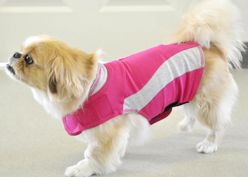 Pheobe, a pekingese, sports a Thundershirt at the Small Animal Hospital on Garland Road in Winslow on Thursday. The shirt can be used to keep dogs calm during fireworks.