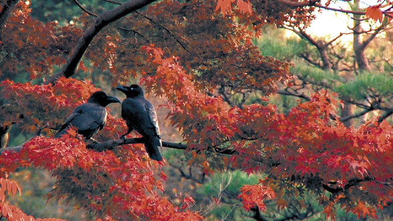 A pair of crows are the focus of a scene from "Tokyo Waka: A City Poem," which shows at the Maine International Film Festival tonight at 9 at Railroad Square Cinema screening room 3 and Sunday at 12:15 p.m. in screening room 2.