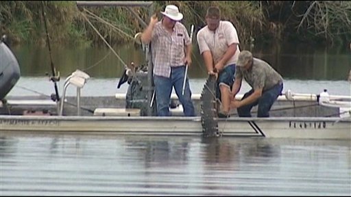 In this image made from video, an 11-foot alligator that attacked a swimmer is pulled from the water after it was killed Monday evening in the Caloosahatchee River near Moore Haven, Fla.