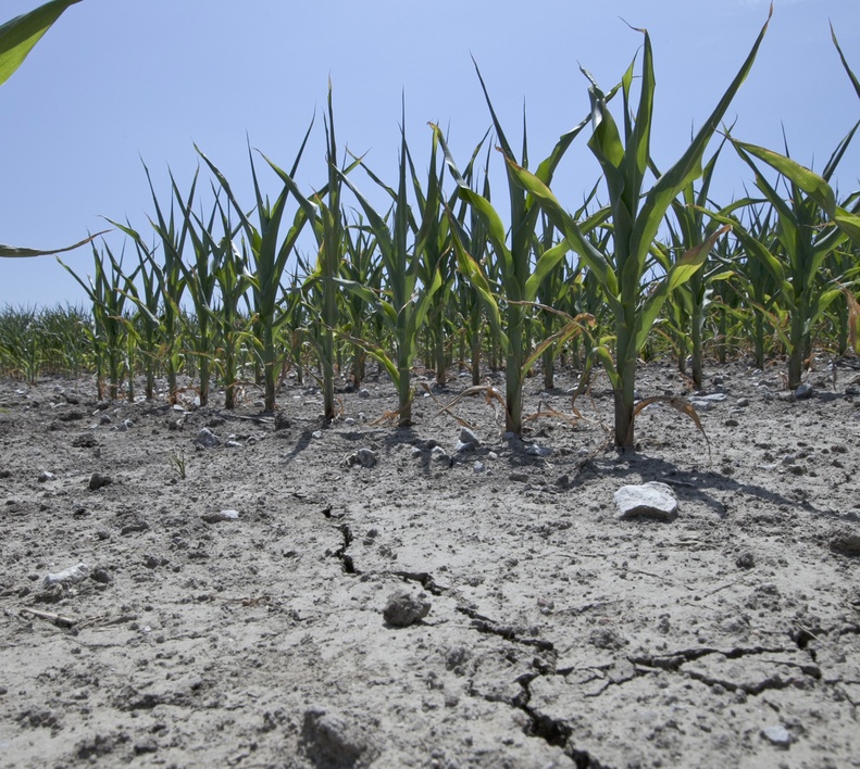 Stunted corn grows in dry, cracked soil in rural Springfield near Omaha, Neb., as a drought continues.