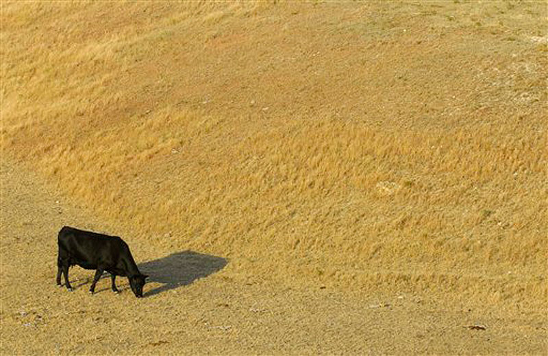 A cow looks for something to eat as it grazes in a dry pasture southwest of Hays, Kansas in a July 6, 2012 photo. A new report shows the drought gripping the United States is the widest since 1956. The monthly State of the Climate drought report released Monday, July 16, 2012 by the National Climactic Data Center says 55 percent of the continental U.S. is in a moderate to extreme drought. That's the most since December 1956, when 58 percent of the country was covered by drought. (AP Photo/The Hays Daily News, Steven Hausler) DROUGHT KANSAS CATTLE