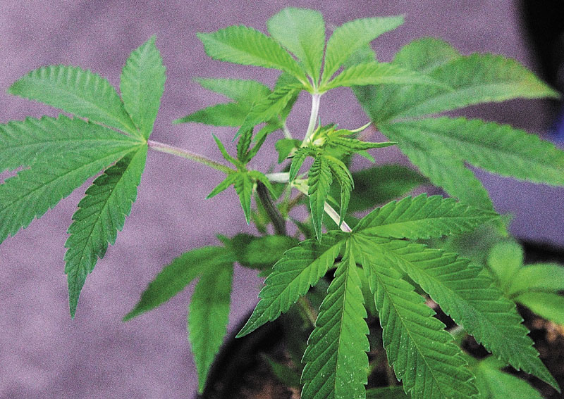 This small marijuana plant was on display during Home Grown Maine — the Medical Marijuana Caregivers of Maine’s first-ever trade show and festival — in 2011.
