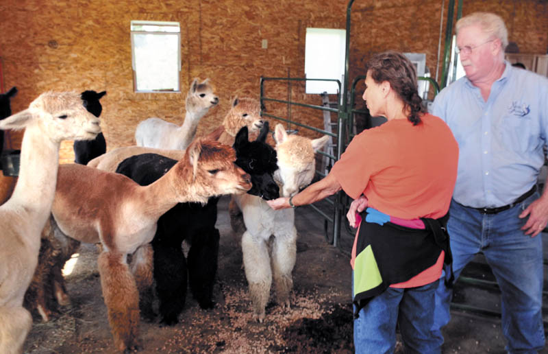 Misty Acres Alpaca Farm owner Red Laliberte watches as Vicki Worth feeds grain to alpacas during Open Farm Days in Sidney on Sunday.