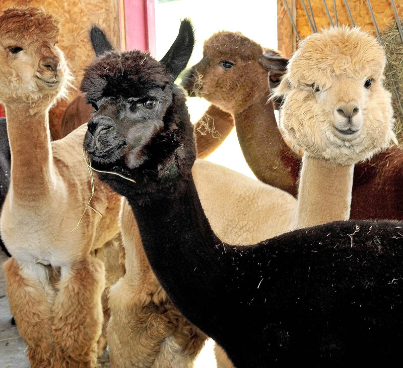 The docile faces of alpacas look at visitors at Misty Acres Alpaca Farm in Sidney during an Open Farm Days event on Sunday.