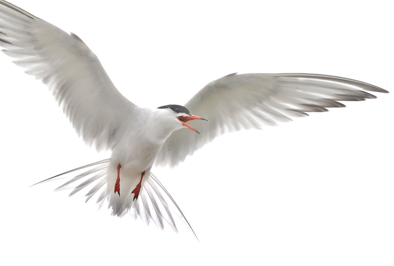 A common tern flies over its nest in this June 2010 photo.