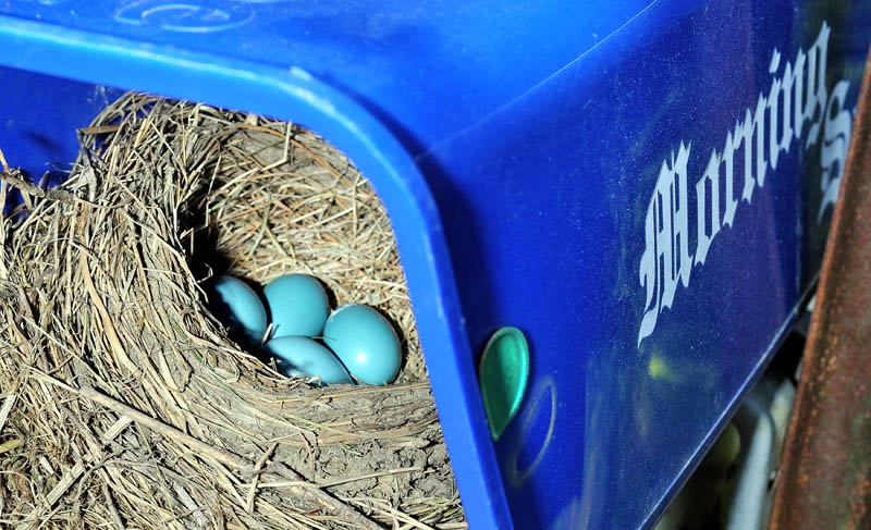 A nest full of four robin eggs is nestled inside a Morning Sentinel newspaper tube on the Oak Pond Road in Skowhegan.