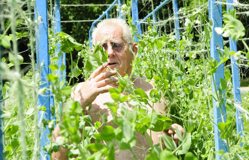 James Slauenwhite ties up pea plants onto trellises on Friday in his Litchfield garden. Slauenwhite said the Telegraph Pole shell peas are just about ready to pick. He made the trellises himself from old used hay bale twine.