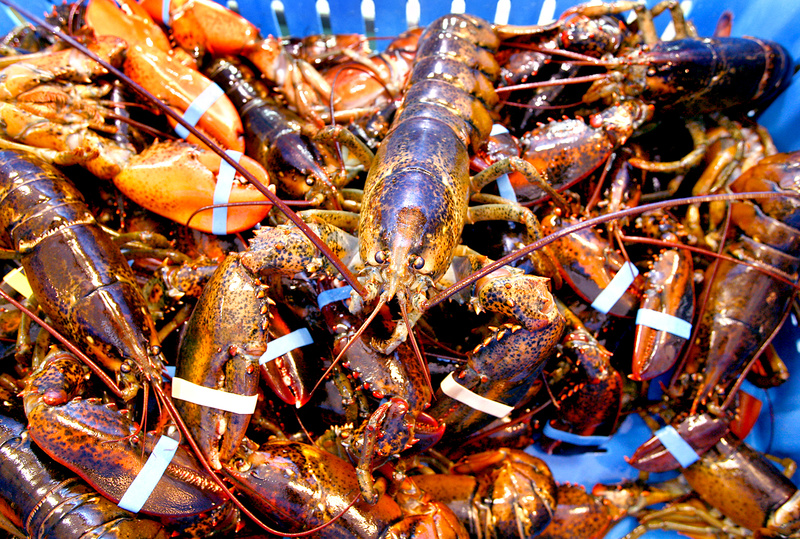 Freshly caught lobsters sit in a crate at Harbor Fish Market. An unusual combination of factors has made this a good year for catching lobsters but not a good one for selling them.