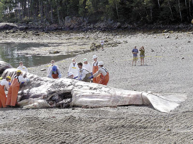 Workers conduct a necropsy on the carcass of a sperm whale on a private beach near Bar Harbor where a fisherman discovered it, dead and floating in the waters of Frenchman Bay. The cause of death is not expected for several weeks.