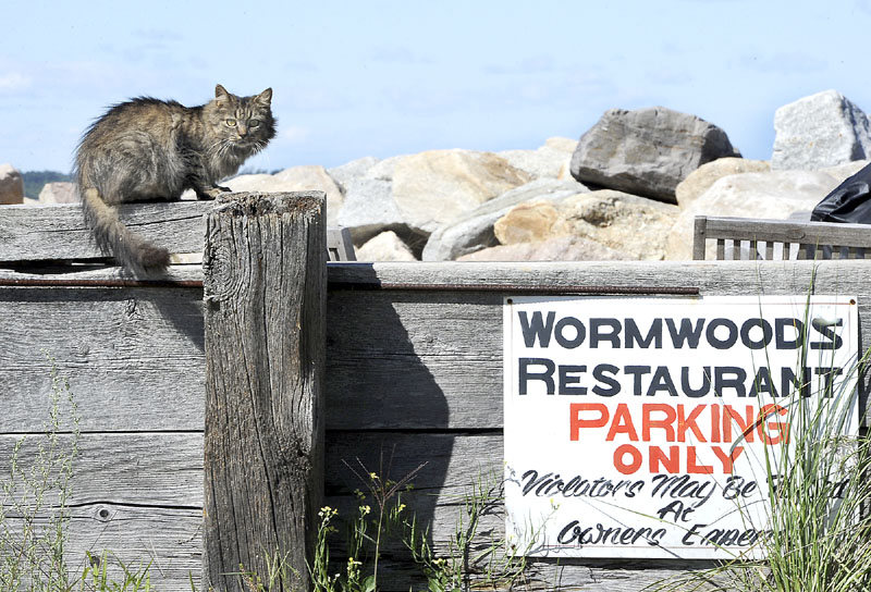 A cat perched on top of the wall on Wednesday in the parking lot alongside Wormwoods Restaurant at Camp Ellis in Saco.