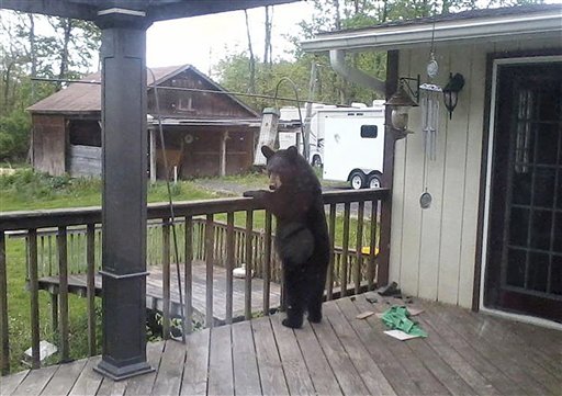 A bear searches a porch for food in Catskill, N.Y., recently.