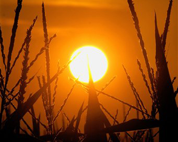 The sun rises over a cornfield in Pleasant Plains, Ill., recently. The U.S. Agriculture Department says that as of Sunday exactly half of the nation's corn crop was rated poor to very poor, up 2 percentage points from the previous week and creeping closer to the peak of 53 percent of 24 years ago.