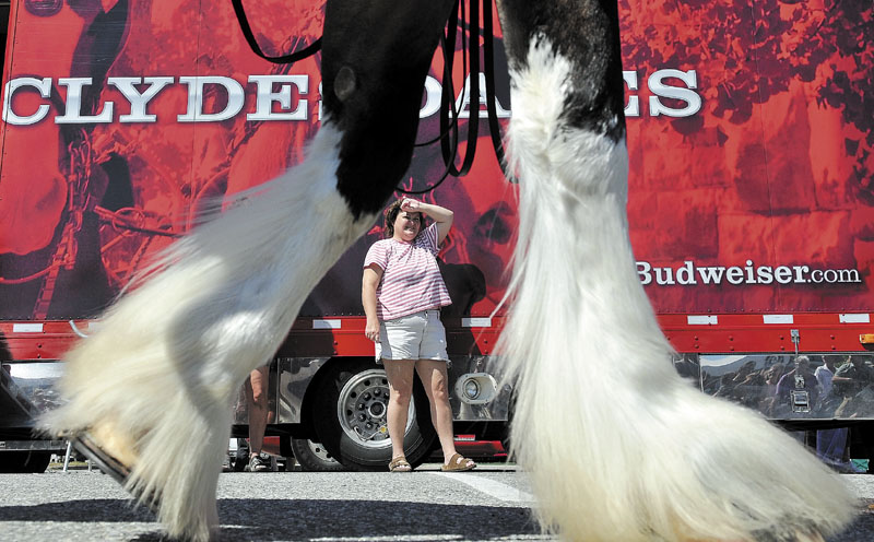 Ann Wood, of Arizona, watches as the Budweiser East Coast hitch Clydesdale team from Merrimack, N.H., parades through downtown Waterville as part of the Taste of Greater Waterville on Wednesday.