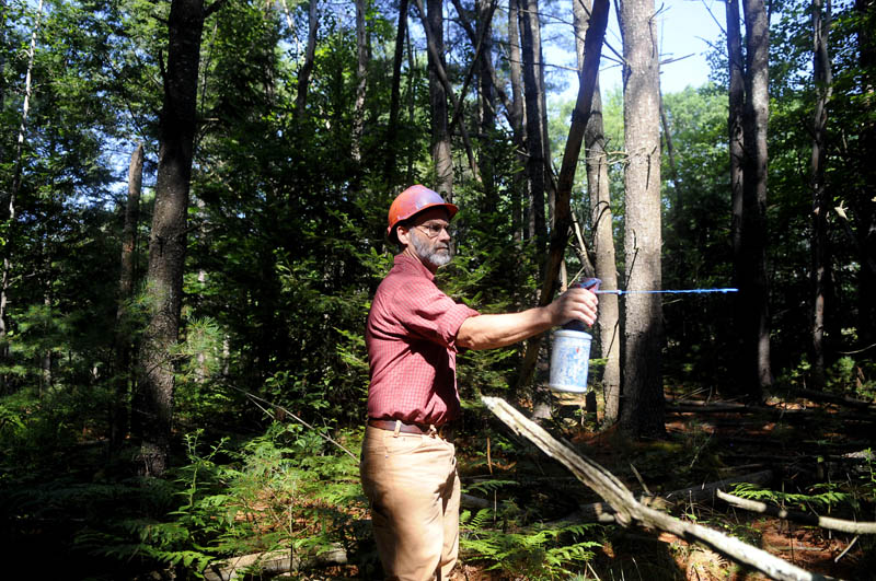 Forester Harold Burnett marks a tree to harvest at the Georgia Fuller Wiesendanger Wildlife Protection Area in Winthrop. Burnett's firm, Two Trees Forestry, is overseeing a sustainable tree harvest on the land managed by the Small Woodlot Owners of Maine. "We retain the best trees to get bigger and better," Burnett said of the timber stand improvement.