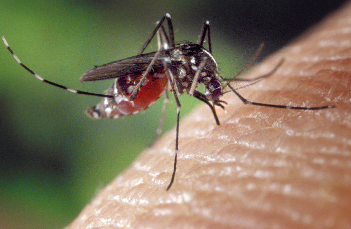 This photo provided by the U.S. Centers for Disease Control shows a female Aedes albopictus mosquito feeding on a human host. Lebanon, Maine will spray near elementary schools to try to combat West Nile virus.