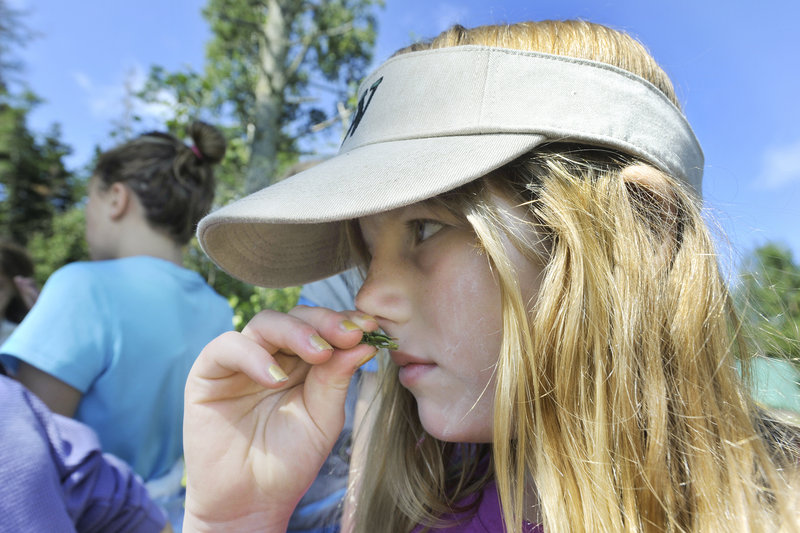 Anna Schiff, 10, smells a piece of sweet fern bush while exploring Hog Island Camp with her fellow campers.