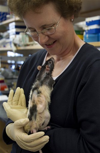 Cathryn Sundback, director of the tissue engineering lab at Massachusetts General Hospital, holds a laboratory rat implanted with a human-scaled ear made from sheep cells at the lab in Boston. The same lab also has created ears from human cells and hopes to start implanting them in patients in about a year.