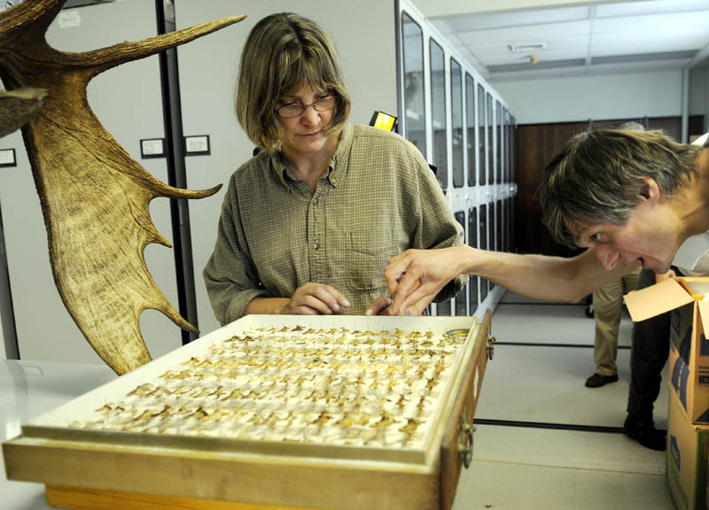 BUGGING OUT: Maine State Museum curator of zoology Paula Work and University of Maine professor Andrei Alyokhin inspect a case of insects included in the collection received Thursday by the Maine State Museum in Augusta from the University of Maine. The scientists worked with Maine Forest Service entomologist Charlene Donahue to move the collection.