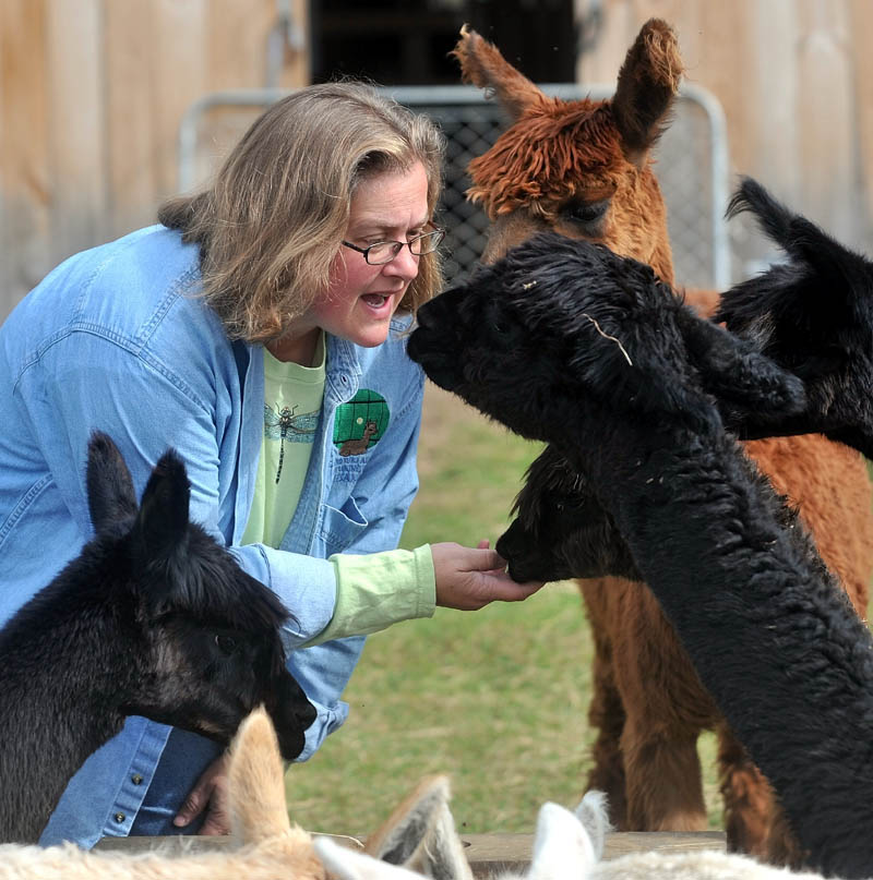 Jill McElderry-Maxwell interacts with her alpaca at Bag End Suri Alpaca Farm in Pittsfield Friday. McElderry-Maxwell and her husband Bruce Maxwell own the farm and do a majority of their sales via internet.