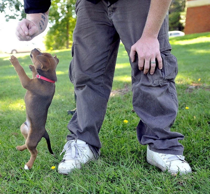 Bear, an eight-week-old mutt puppy, jumps for a treat in Joe Brown's hand Tuesday afternoon in front of the L.C. Bates Museum at Good Will-Hinckley.