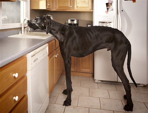 IZeus drinks from the kitchen faucet in Otsego, Mich., in this photo provided by Guinness World Records 2013 Book.
