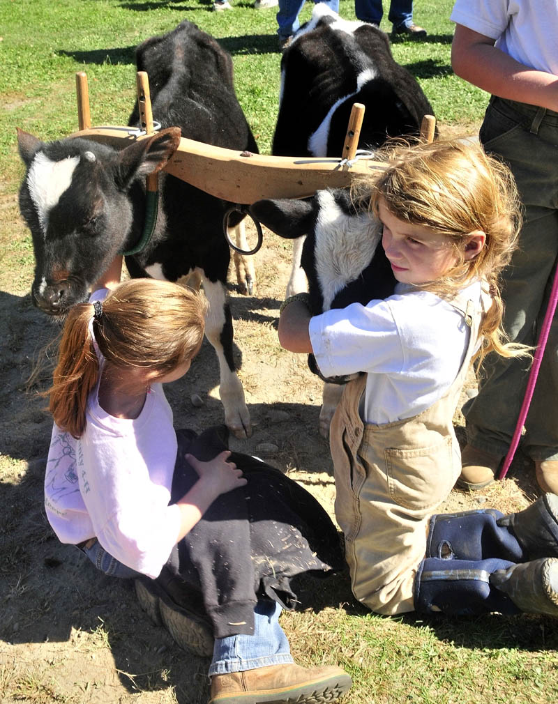Lauren Robinson, left, and Sage Whitehead spend time with young steers that were about to compete with handler Mia Hofmann during the Farmington Fair on Monday.