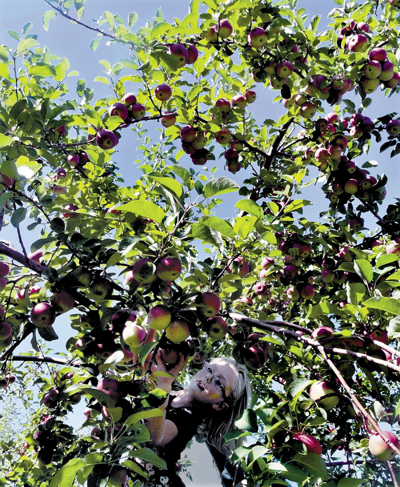 Though some states are expecting a smaller apple harvest than usual this season, the picking was good for Kay Lyn Belanger in a tree and hundreds of others at the Apple Farm in Fairfield on Sunday.