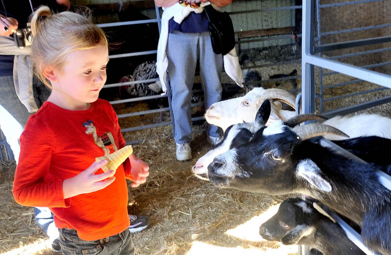 ONE AT A TIME KIDS: Kendra Moulton backs away from some hungry goats while feeding them grain in the livestock section of the Franklin County Fair in Farmington on Monday.