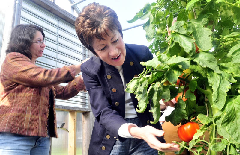 SEEDS OF SUCCESS: Sen. Susan Collins examines a variety of tomato growing in one of the trial greenhouses at Johhnny's Selected Seeds Research farm in Albion as Wendy Reinemann, left, leads a tour on Tuesday.