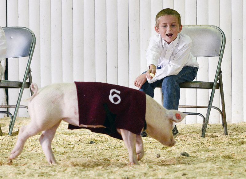 Luke Goodwin, 8, of Gorham calls Perry, his entry, during the pig races at the Cumberland Fairgrounds on Sunday. The fair continues through Saturday, with agricultural exhibits, harness racing and more.