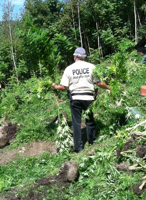 Maine drug agents seize marijuana plants from property on Sawyer Mountain Road in Limerick.