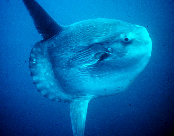 The ocean sunfish is the heaviest known bony fish in the world.