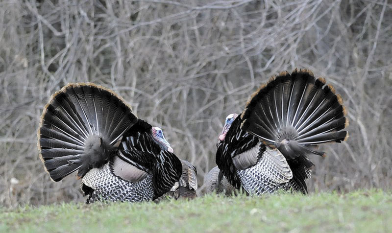 This file photo shows two turkeys on the opening day of the 2012 spring turkey season in Maine. 49 percent of all Maine residents 16 and older hunted, fished or watched wildlife in the state last year, generating $1.4 billion.