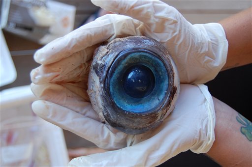 The eyeball found by a man walking the beach in Pompano Beach, Fla. No one knows what species the huge blue eyeball came from. The eyeball will be sent to the Florida Fish and Wildlife Research Institute in St. Petersburg.
