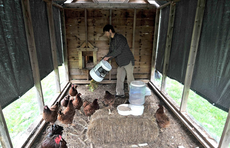 EAT UP: James Bannen feeds chickens leftover table scraps in a coop at Jean Rosborough’s home in Vassalboro on Saturday morning.