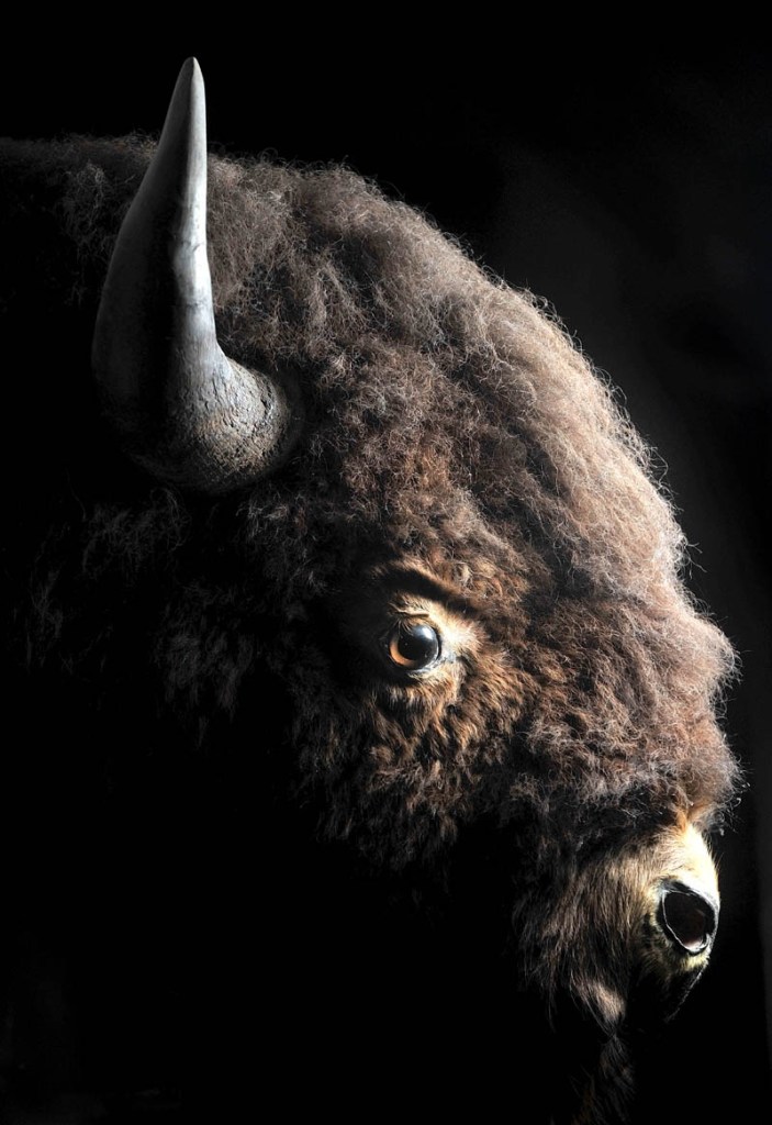 The head of an American bison, Barney, is mounted on the wall. According to a sign, a man from South Dakota fell deathly ill and was nursed back to health by the manager of a lumber company in Solon. After returning home, he sent the live bison back via train as a thank you present.