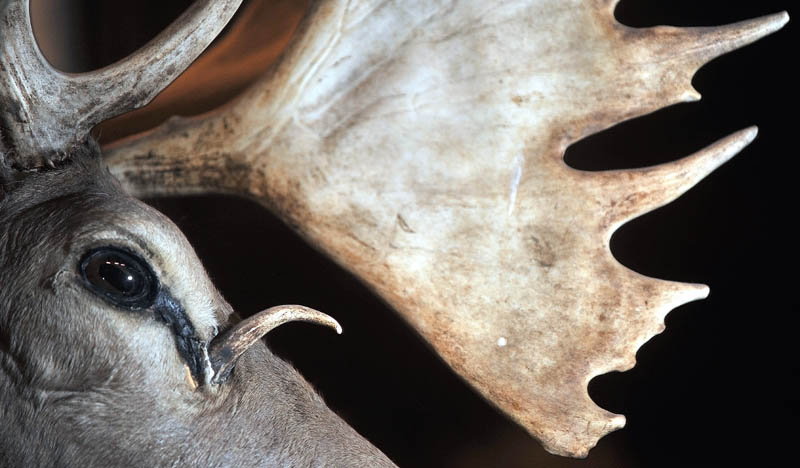 The head of a caribou, no longer native to Maine, is mounted on one wall. This specimen was chosen because it has an atypical antler growing from beneath its eye.