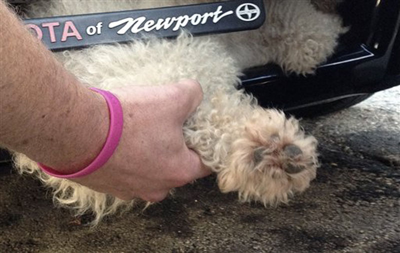 This Sept. 20, 2012 photo provided by the East Providence, R.I., Animal Control Center shows animal control officers removing a female poodle mix from under a car's front grill. The dog survived an 11-mile ride from Taunton, Mass., to East Providence after darting into the street. The driver slammed on the brakes, but didn't see the dog and continued driving. Authorities are trying to locate the dog's owner. (AP Photo/East Providence Animal Control Center)