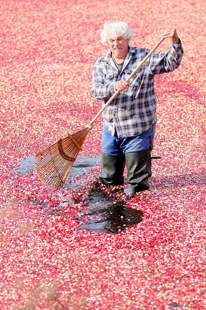 Jimmy Smith rakes cranberries on Tuesday afternoon at Popp Farm in Dresden.