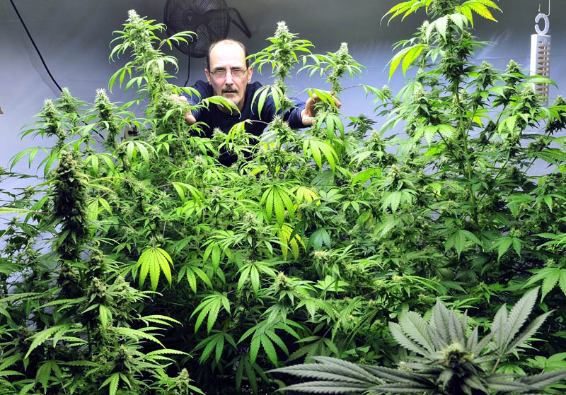 Don LaRouche inside the "budding room" where medical marijuana is grown at his home in Madison on Monday. LaRouche is one of six public housing tenants who Maine State Housing Authority contacted this month to stay they have to stop growing/using medical marijuana in their homes or will lose housing assistance.